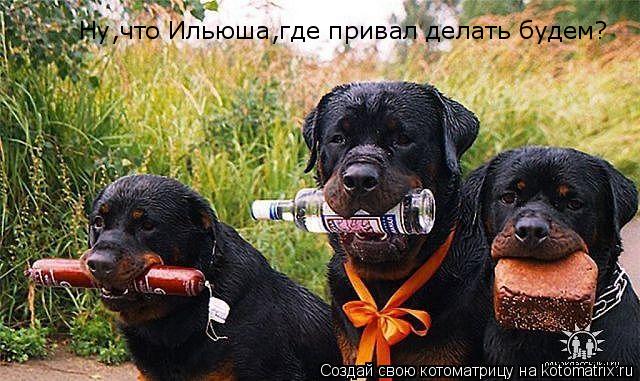 Котоматрица: Ну,что Ильюша,где привал делать будем?