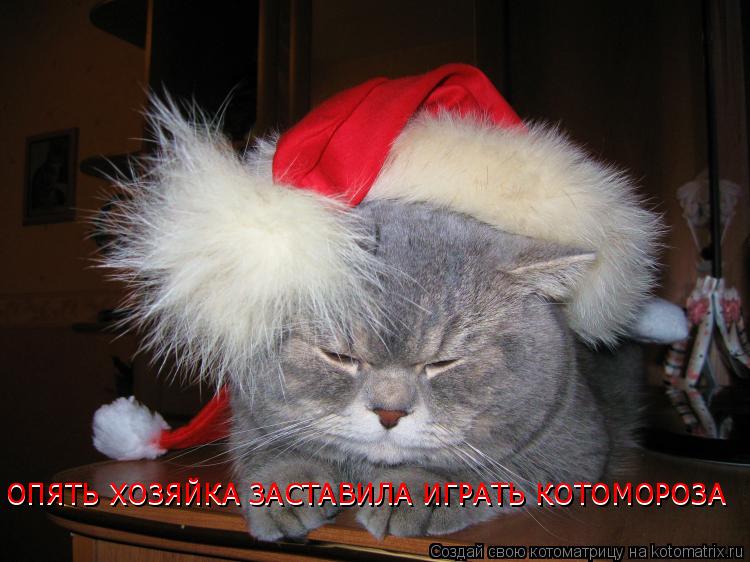 Котоматрица: ОПЯТЬ ХОЗЯЙКА ЗАСТАВИЛА ИГРАТЬ КОТОМОРОЗА ОПЯТЬ ХОЗЯЙКА ЗАСТАВИЛА ИГРАТЬ КОТОМОРОЗА