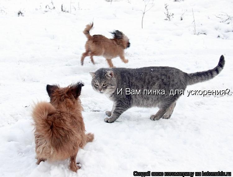 - И Вам пинка, для ускорения?....... Котоматрица: - И Вам пинка, для ускорения?....