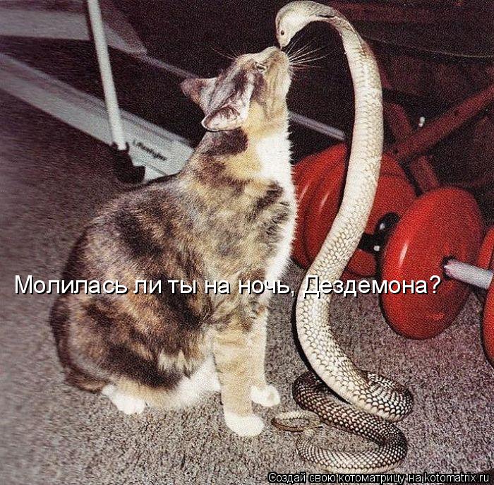 Котоматрица: Молилась ли ты на ночь, Дездемона?