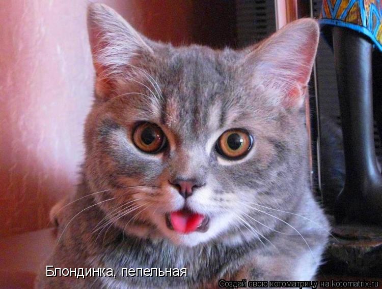 Котоматрица: Блондинка, пепельная