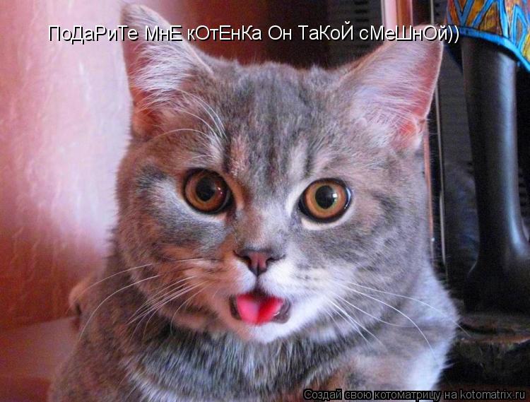 Котоматрица: ПоДаРиТе МнЕ кОтЕнКа Он ТаКоЙ сМеШнОй))