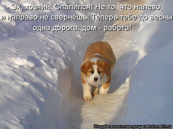 - Эх, хозяин! Спалился! Не то, что налево, и направо не свернёшь! Теперь тебе до весны одна дорога: д... Котоматрица: - Эх, хозяин! Спалился! Не то, что налево, и направо не свернёшь! Теперь тебе до весны одна дорога: дом - работа!