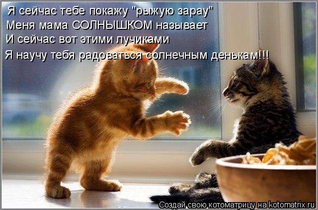 Котоматрица: Я сейчас тебе покажу "рыжую зарау" Меня мама СОЛНЫШКОМ называет И сейчас вот этими лучиками Я научу тебя радоваться солнечным денькам!!!