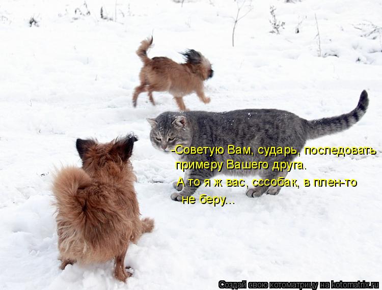 Котоматрица: -Советую Вам, сударь, последовать  примеру Вашего друга. А то я ж вас, сссобак, в плен-то  не беру...
