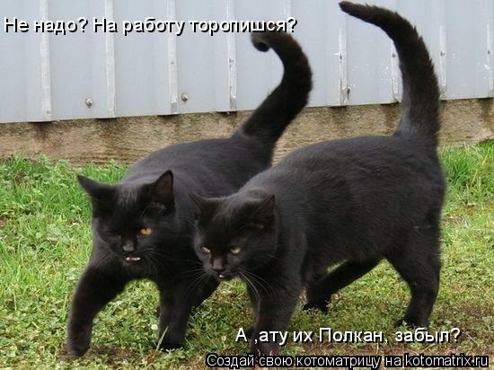 Котоматрица: Не надо? На работу торопишся? А ,ату их Полкан, забыл?