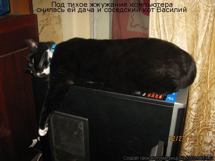 Котоматрица: Под тихое жжужание компьютера снилась ей дача и соседский кот Василий