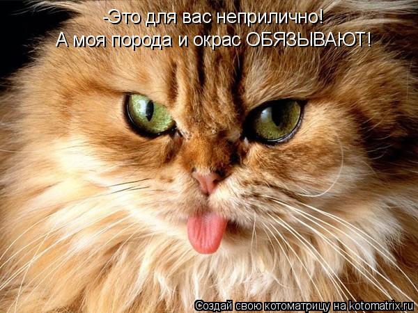 Котоматрица: -Это для вас неприлично!  А моя порода и окрас ОБЯЗЫВАЮТ!