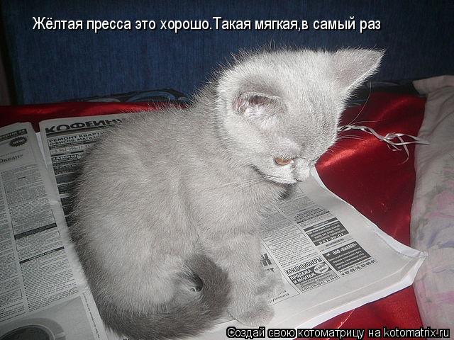 Жёлтая пресса это хорошо.Такая мягкая,в самый раз... Котоматрица: Жёлтая пресса это хорошо.Такая мягкая,в самый раз