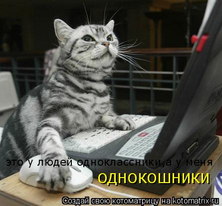 это у людей одноклассники,а у меня это у людей одноклассники,а у меня ОДНОКОШНИКИ... Котоматрица: это у людей одноклассники,а у меня это у людей одноклассники,а у меня ОДНОКОШНИКИ
