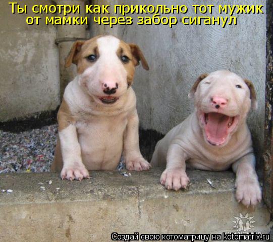 Ты смотри как прикольно тот мужик от мамки через забор сиганул... Котоматрица: Ты смотри как прикольно тот мужик от мамки через забор сиганул