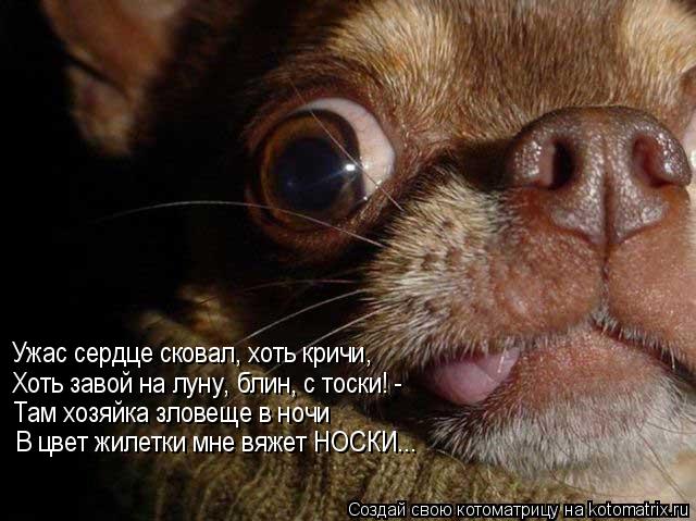 Ужас сердце сковал, хоть кричи, Хоть завой на луну, блин, с тоски! - Там хозяйка зловеще в ночи В цве... Котоматрица: Ужас сердце сковал, хоть кричи, Хоть завой на луну, блин, с тоски! - Там хозяйка зловеще в ночи В цвет жилетки мне вяжет НОСКИ...