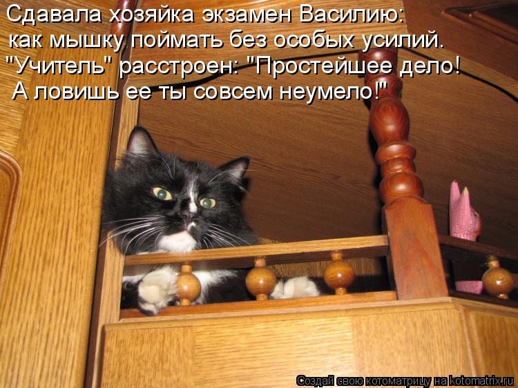 "Учитель" расстроен: "Простейшее дело! А ловишь ее ты совсем неумело!" Сдавала хозяйка экзамен Васили... Котоматрица: "Учитель" расстроен: "Простейшее дело! А ловишь ее ты совсем неумело!" Сдавала хозяйка экзамен Василию: как мышку поймать без особых усилий.