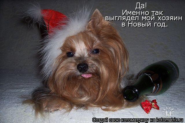 Да! Именно так выглядел мой хозяин в Новый год.... Котоматрица: Да! Именно так выглядел мой хозяин в Новый год.