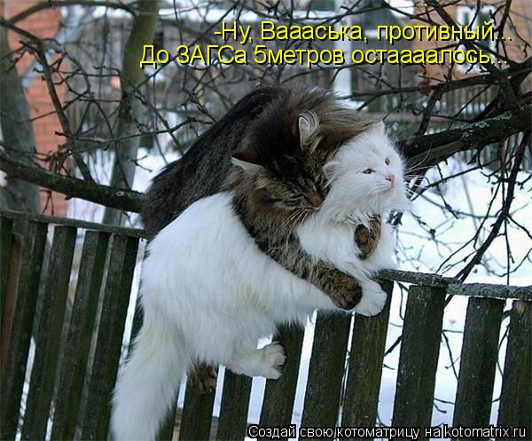 -Ну, Ваааська, противный... До ЗАГСа 5метров остаааалось...... Котоматрица: -Ну, Ваааська, противный... До ЗАГСа 5метров остаааалось...