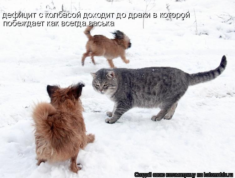 дефицит с колбасой доходит до драки в которой побеждает как всегда васька... Котоматрица: дефицит с колбасой доходит до драки в которой побеждает как всегда васька
