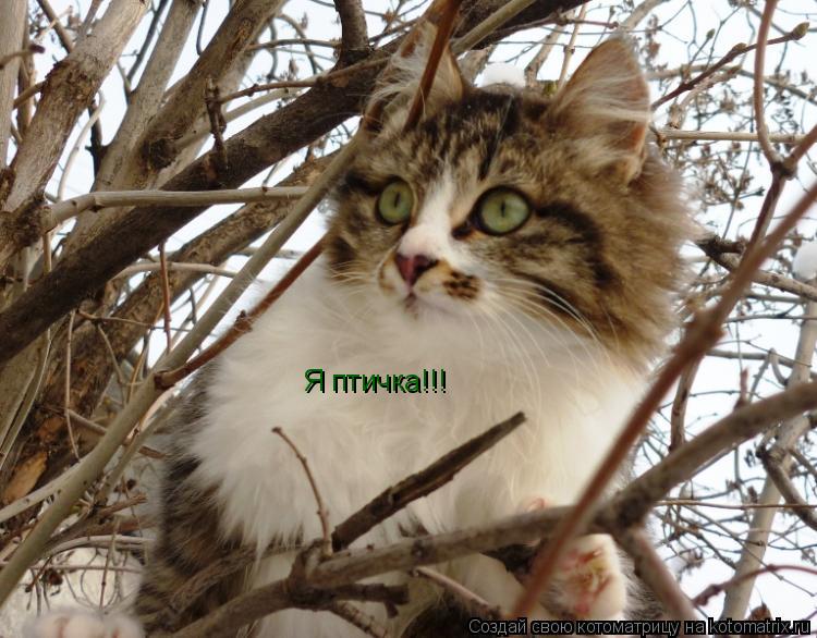 Я птичка!!!... Котоматрица: Я птичка!!!