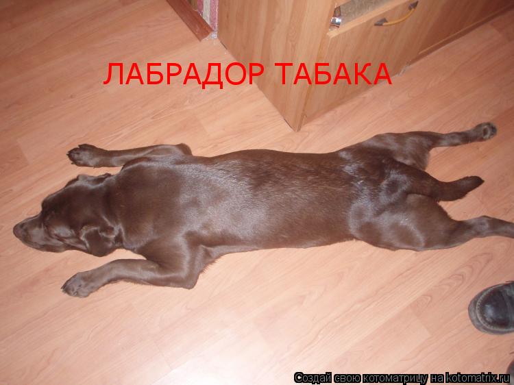 ЛАБРАДОР ТАБАКА... Котоматрица: ЛАБРАДОР ТАБАКА