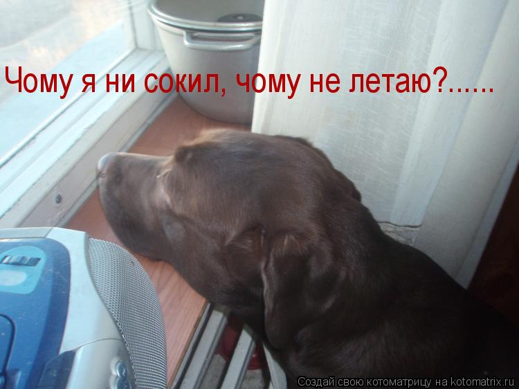 Чому я ни сокил, Чому я ни сокил, чому не летаю?......... Котоматрица: Чому я ни сокил, Чому я ни сокил, чому не летаю?......