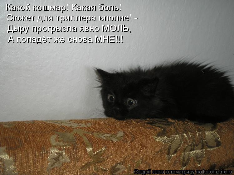 Какой кошмар! Какая боль! Сюжет для триллера вполне! - Дыру прогрызла явно МОЛЬ, А попадёт же снова ... Котоматрица: Какой кошмар! Какая боль! Сюжет для триллера вполне! - Дыру прогрызла явно МОЛЬ, А попадёт же снова МНЕ!!!