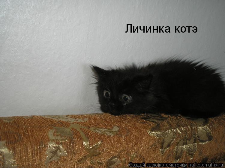 Личинка котэ... Котоматрица: Личинка котэ