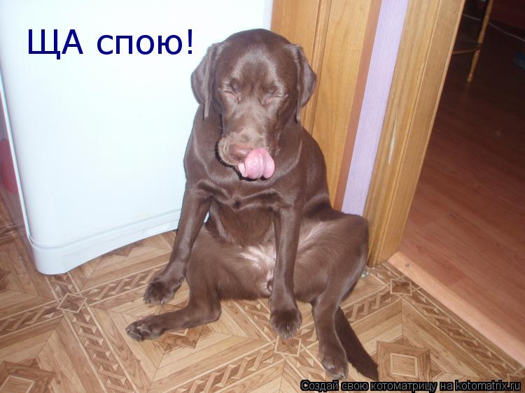 ЩА спою!... Котоматрица: ЩА спою!