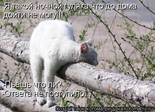 Я такой ночной гуляка что до дома дойти не могу!!! -Пьёшь что ли? -Ответа не поступило...... Котоматрица: Я такой ночной гуляка что до дома дойти не могу!!! -Пьёшь что ли? -Ответа не поступило...