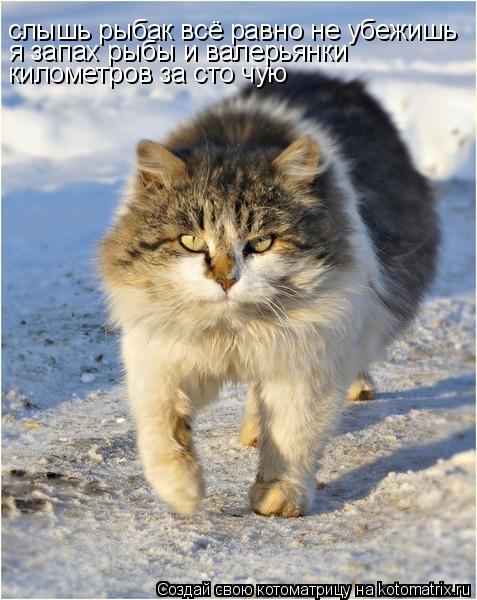 Котоматрица: слышь рыбак всё равно не убежишь я запах рыбы и валерьянки километров за сто чую