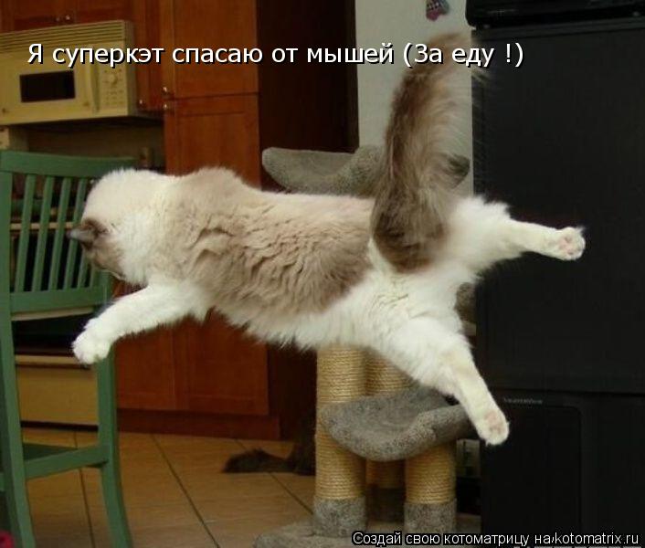 Котоматрица: Я суперкэт спасаю от мышей (За еду !)