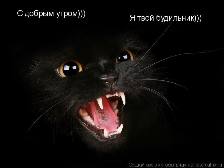 Котоматрица: С добрым утром))) Я твой будильник)))