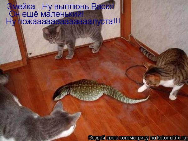 Котоматрица: Змейка...Ну выплюнь Васю! Он ещё маленький! Ну пожааааааааааааалуста!!!