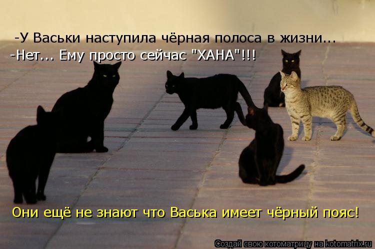 Котоматрица: -У Васьки наступила чёрная полоса в жизни... -Нет... Ему просто сейчас "ХАНА"!!! Они ещё не знают что Васька имеет чёрный пояс!