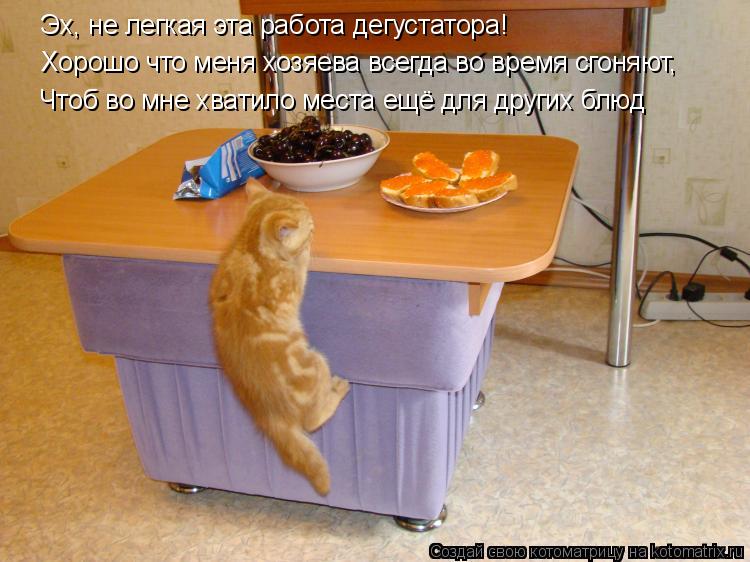 Котоматрица: Хорошо что меня хозяева всегда во время сгоняют, Чтоб во мне хватило места ещё для других блюд Эх, не легкая эта работа дегустатора!