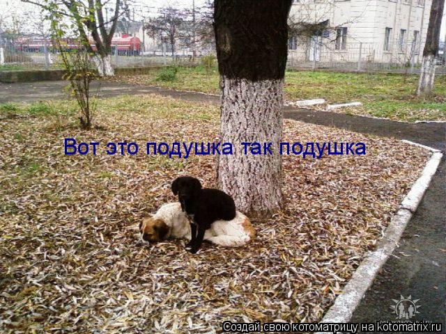 Вот это подушка так подушка... Котоматрица: Вот это подушка так подушка