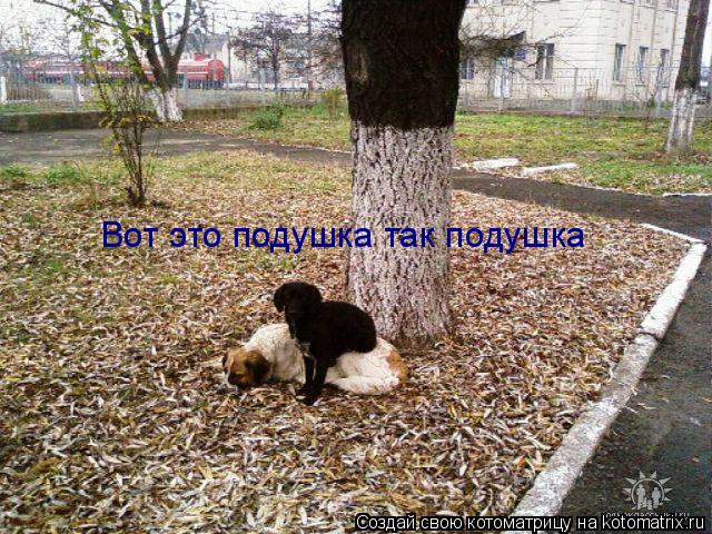 Котоматрица: Вот это подушка так подушка