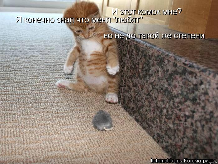 И этот комок мне? Я конечно знал что меня "любят" но не до такой же степени... Котоматрица: И этот комок мне? Я конечно знал что меня "любят" но не до такой же степени