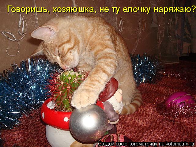 Говоришь, хозяюшка, не ту елочку наряжаю?... Котоматрица: Говоришь, хозяюшка, не ту елочку наряжаю?