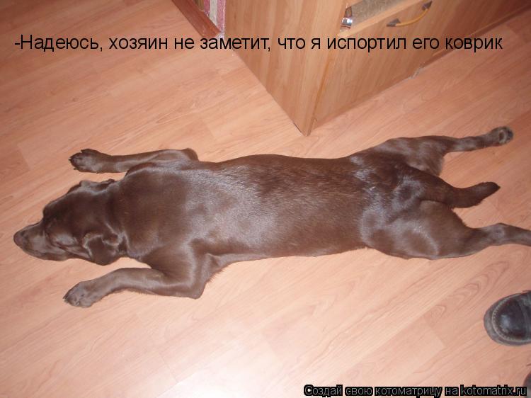 -Надеюсь, хозяин не заметит, что я испортил его коврик... Котоматрица: -Надеюсь, хозяин не заметит, что я испортил его коврик