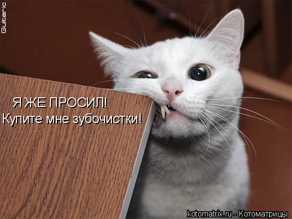 Я ЖЕ ПРОСИЛ! Купите мне зубочистки!... Котоматрица: Я ЖЕ ПРОСИЛ! Купите мне зубочистки!