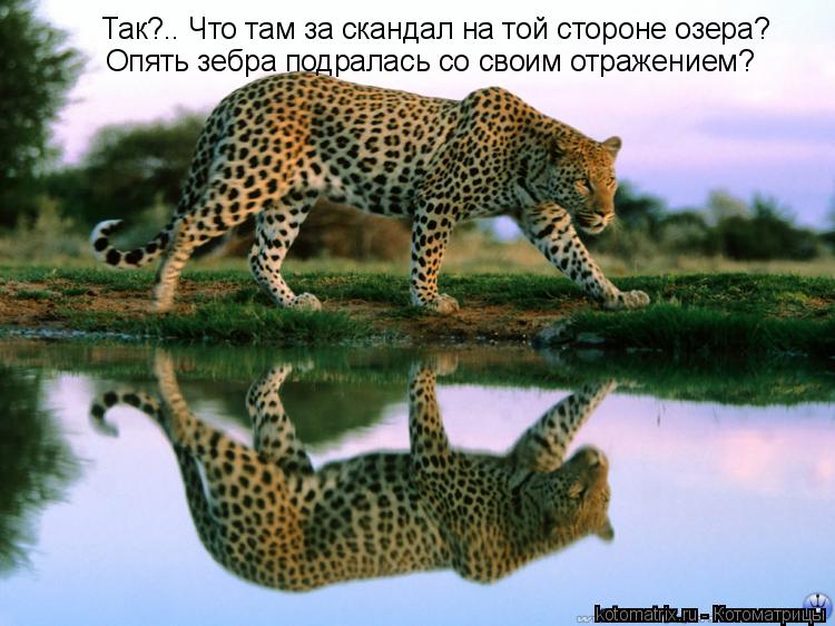Так?.. Что там за скандал на той стороне озера? Опять зебра подралась со своим отражением?... Котоматрица: Так?.. Что там за скандал на той стороне озера? Опять зебра подралась со своим отражением?