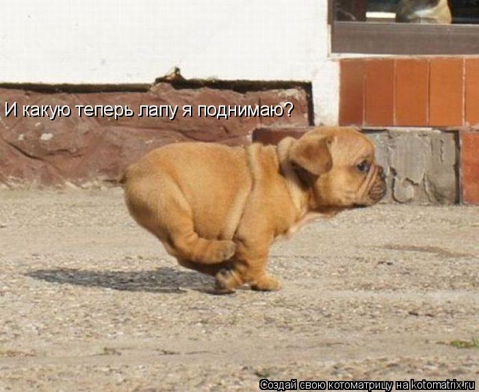 И какую теперь лапу я поднимаю?... Котоматрица: И какую теперь лапу я поднимаю?