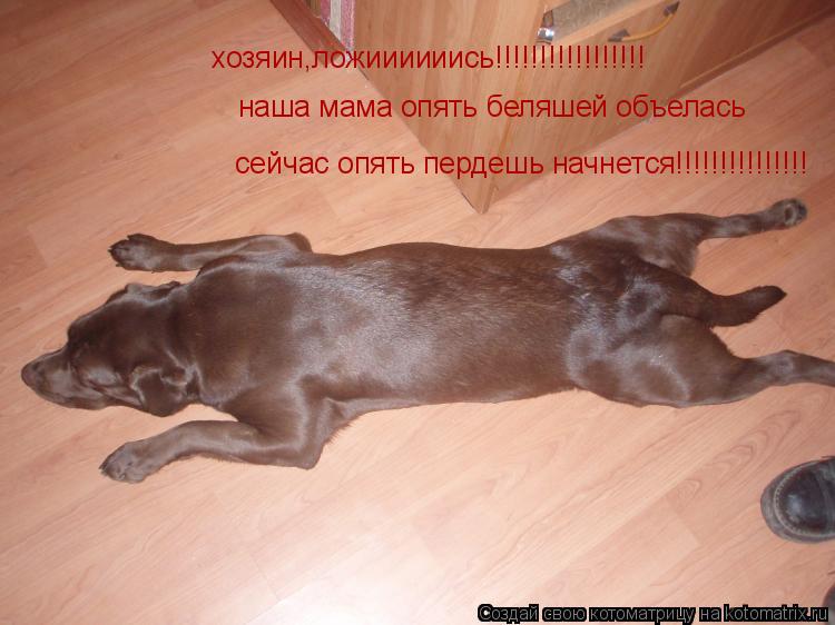 хозяин,ложиииииись!!!!!!!!!!!!!!!!! наша мама опять беляшей объелась сейчас опять пердешь начнется!!... Котоматрица: хозяин,ложиииииись!!!!!!!!!!!!!!!!! наша мама опять беляшей объелась сейчас опять пердешь начнется!!!!!!!!!!!!!!!