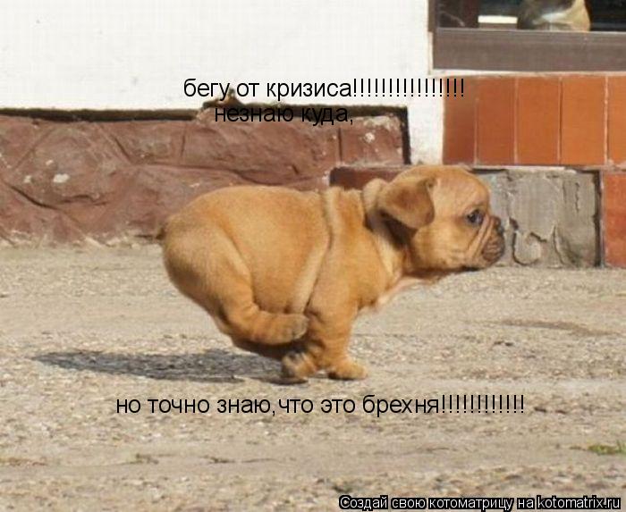 бегу от кризиса!!!!!!!!!!!!!!!! незнаю куда, но точно знаю,что это брехня!!!!!!!!!!!!... Котоматрица: бегу от кризиса!!!!!!!!!!!!!!!! незнаю куда, но точно знаю,что это брехня!!!!!!!!!!!!