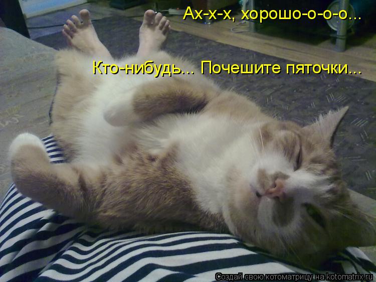 Котоматрица: Ах-х-х, хорошо-о-о-о... Кто-нибудь... Почешите пяточки...