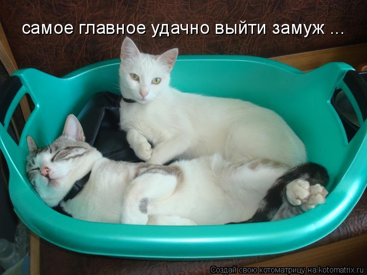 Котоматрица: самое главное удачно выйти замуж ...