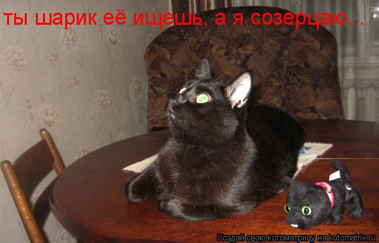 Котоматрица: ты шарик её ищешь, а я созерцаю...
