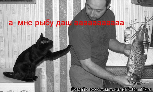 Котоматрица: а  мне рыбу даш ааааааааааа