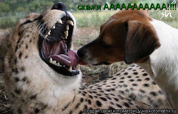 Котоматрица: скажи ААААААААААА!!!!