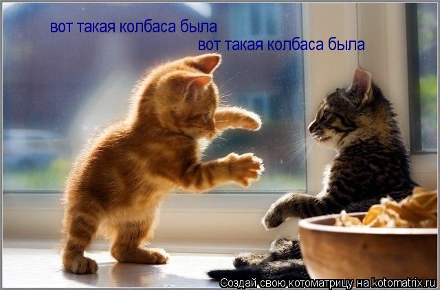 Котоматрица: вот такая колбаса была  вот такая колбаса была
