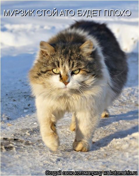 Котоматрица: МУРЗИК СТОЙ АТО БУДЕТ ПЛОХО